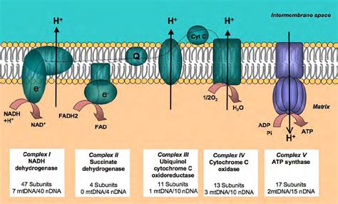 mitochondrial respiratory chain ppt|Respiratory chain .